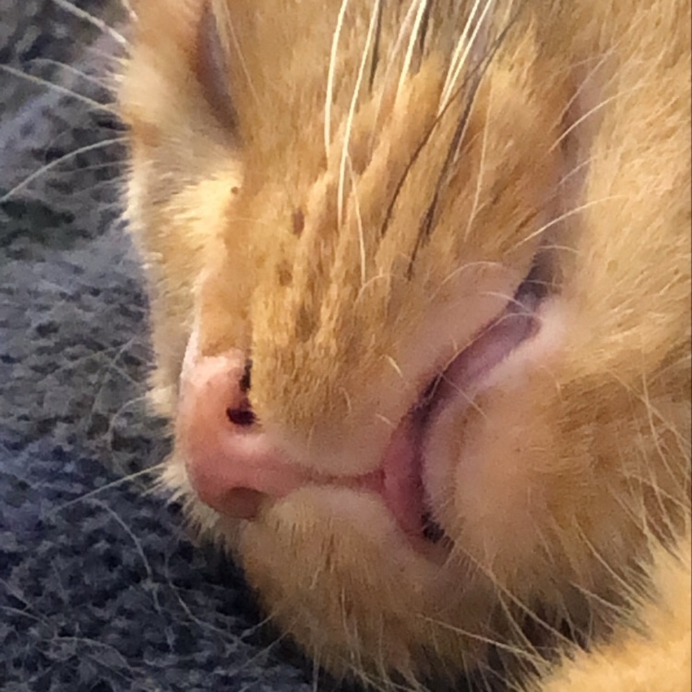 Meet your Posher, Finlay